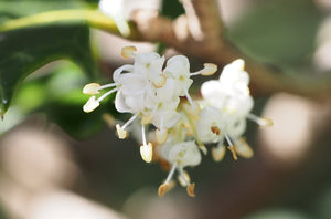 Osmanthus heterophyllus - Holly Olive, Sweet Olive