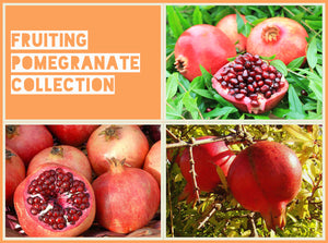 Fruiting Pomegranate Collection
