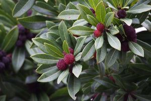 Myrica rubra - Chinese Bayberry, Chinese Strawberry, Japanese Bayberry (SEEDLING PLANT)