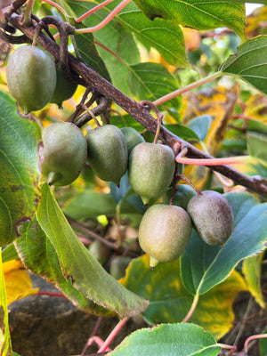 Actinidia arguta Weiki - Hairless Mini Kiwi (POLLINATOR ONLY)