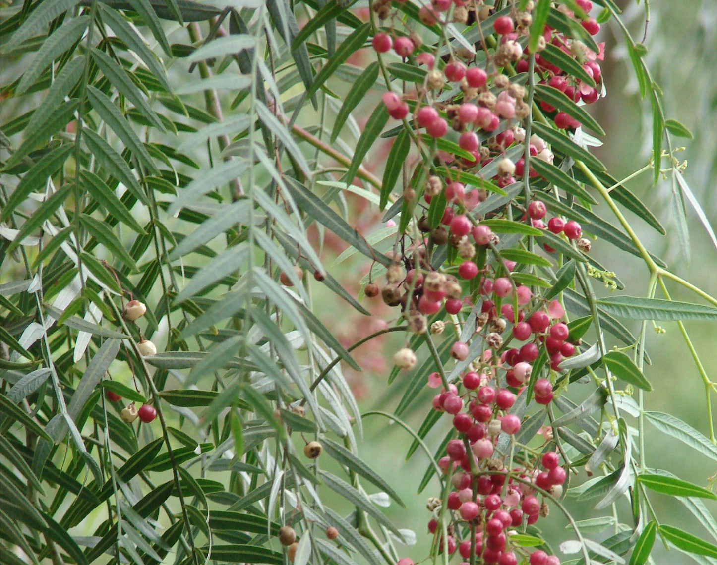 Schinus molle - Peruvian pepper tree, California pepper
