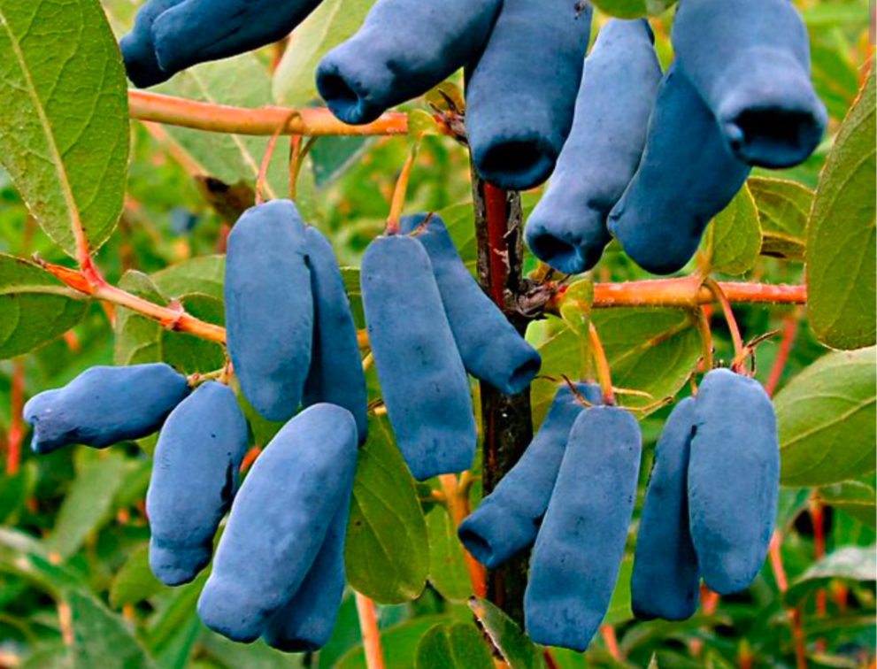 Loncera coerulea var. kamtschatica - Honeyberry