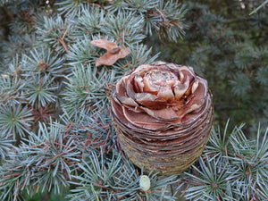 Cedrus atlantica - Atlas Cedar (blue foliage plants)