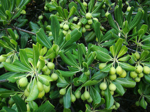 Pittosporum tobira -Chinese Pittosporum