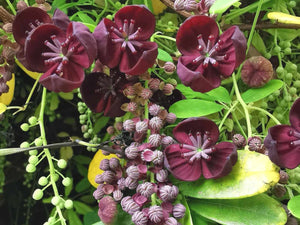 Akebia longeracemosa - Long-racemed Chocolate Vine