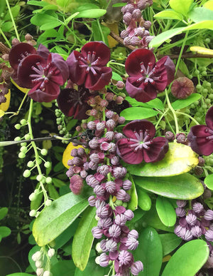 Akebia longeracemosa - Long-racemed Chocolate Vine