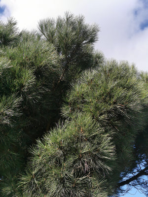 Pinus pinea - Stone Pine, Umbrella Pine