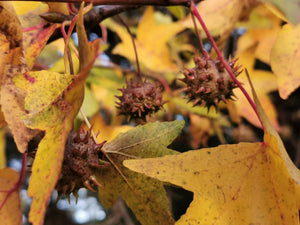 Liquidambar orientalis - Oriental sweet gum