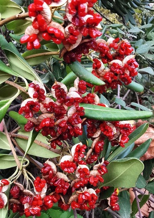 Pittosporum tobira -Chinese Pittosporum