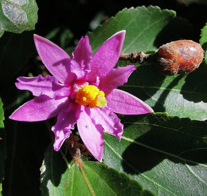 Grewia occidentalis - Crossberry, African Starbush