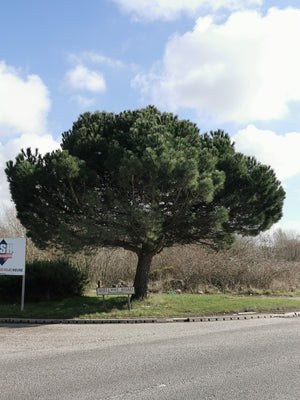 Pinus pinea - Stone Pine, Umbrella Pine