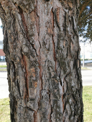 Pinus pinea - Stone Pine, Umbrella Pine