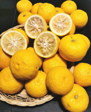 Citrus junos - Yuzu or Wild Mandarin