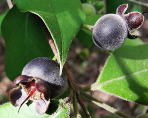 Myrcianthes mato or Eugenia mato - Guabiyu or Bolivian Cherry