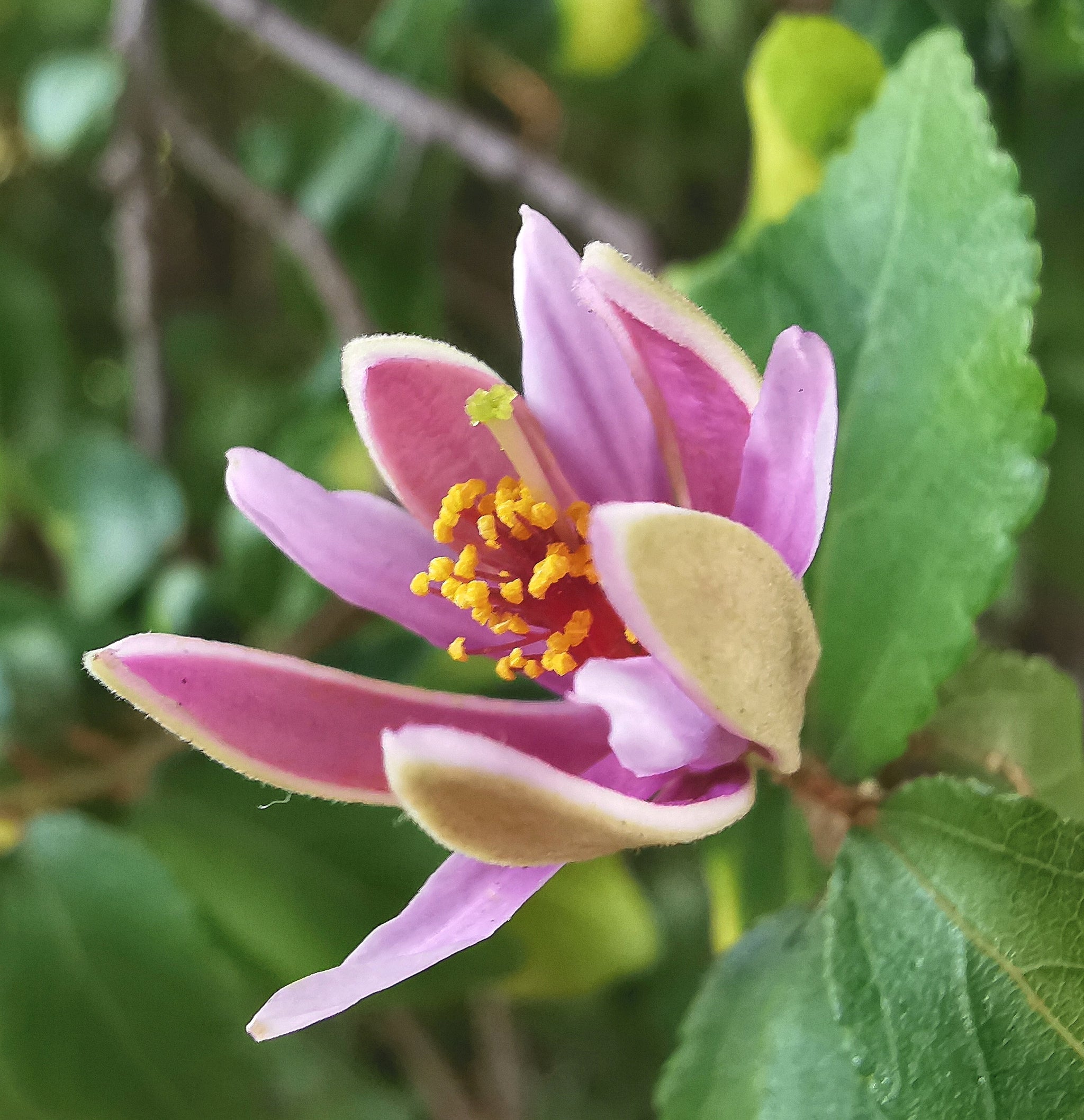 lavender star flower bush Grewia occidentalis - Crossberry, African Starbush
