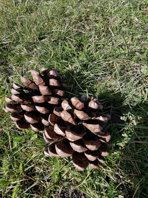 Pinus pinea - Stone Pine, Umbrella Pine