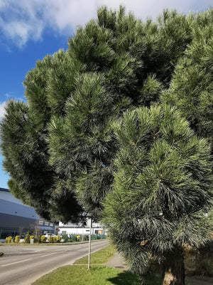 Pinus pinea - Stone Pine, Umbrella Pine