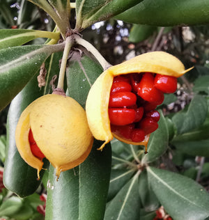 Pittosporum tobira -Chinese Pittosporum