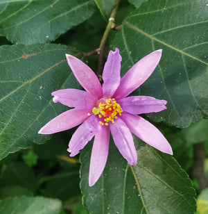 Grewia occidentalis - Crossberry, African Starbush