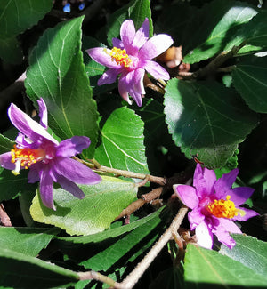 Grewia occidentalis - Crossberry, African Starbush