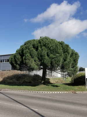 Pinus pinea - Stone Pine, Umbrella Pine