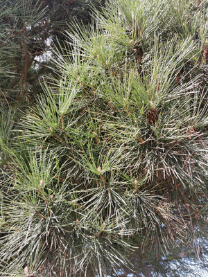 Pinus pinea - Stone Pine, Umbrella Pine