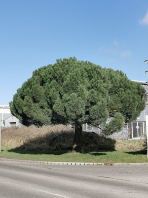 Pinus pinea - Stone Pine, Umbrella Pine