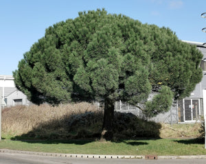 Pinus pinea - Stone Pine, Umbrella Pine