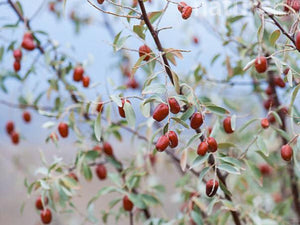Elaeagnus angustifolia, Russian Olive, Persian Olive, patio plant, tree, deciduous, scented, hardy, fruit edible