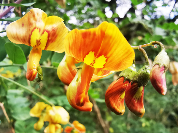 Plants Tagged 