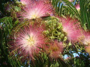 Albizia julibrissin, Silk Tree, flowering tree, scented, hardy, plant, garden, patio, acacia