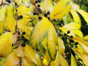 Lindera glauca, Chinese Spicebush , plant, shrub, deciduous, hardy, fruit, winter flowering, autumn colours