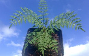 Jacaranda mimosifolia, jacaranda Tree, plant, tree, deciduous, conservatory, hardy, fast growing, summer flowering, garden