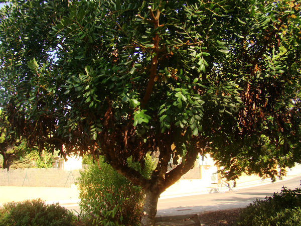 Ceratonia siliqua - Carob Tree, Locust Tree - Jurassicplants Nurseries
