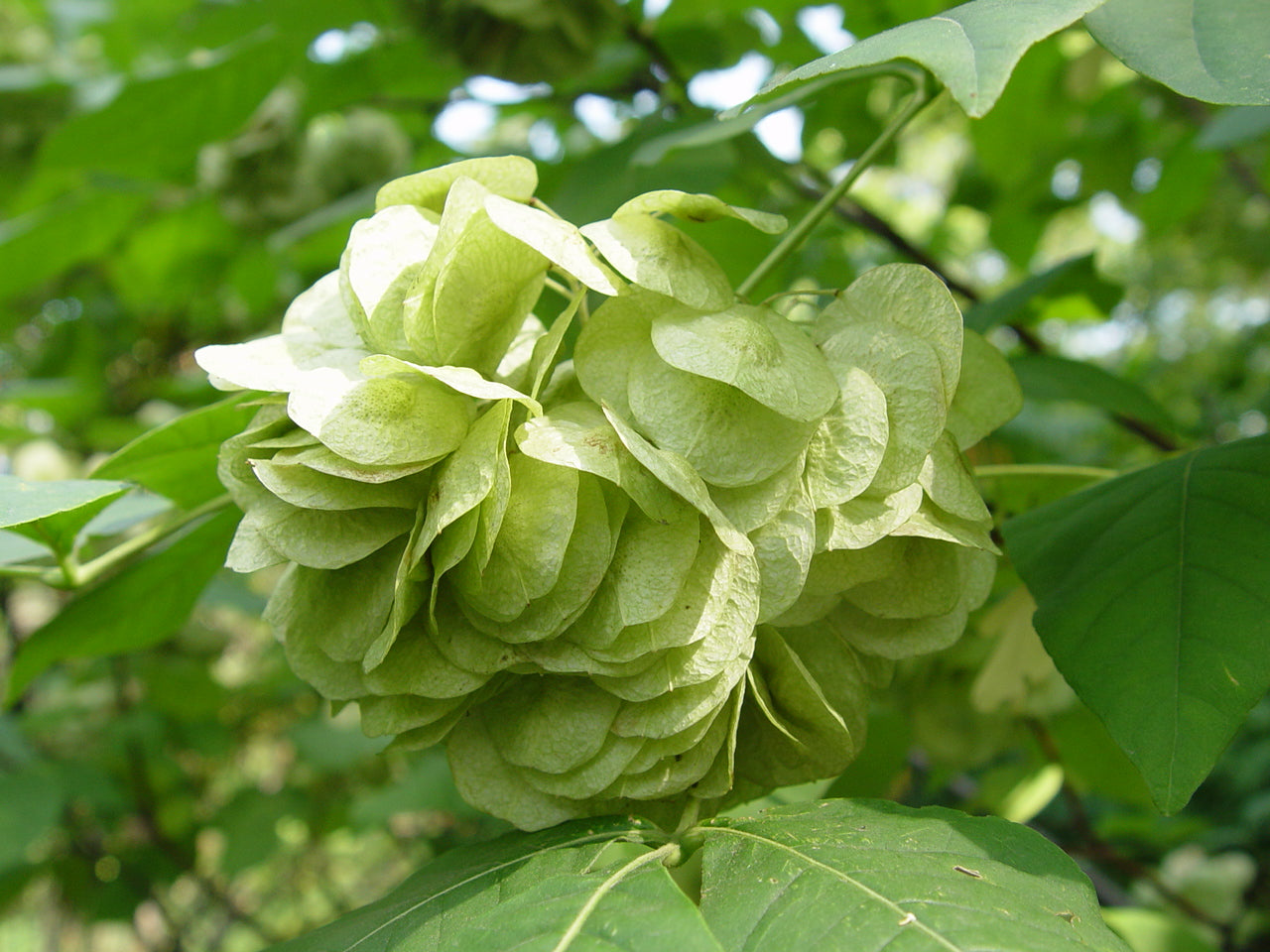 Ptelea trifoliata - Common hoptree - Jurassicplants Nurseries
