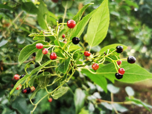 Aristotelia chilensis - Chilean Wineberry