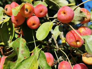 Malus prunifolia - Plum Leaved Crabapple, Chinese Apple