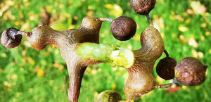 Hovenia dulcis, Japanese Raisin Tree, Jurassicplants Nurseries, plant, tree, deciduous, fruits, edible, scented, hardy, spring flowering