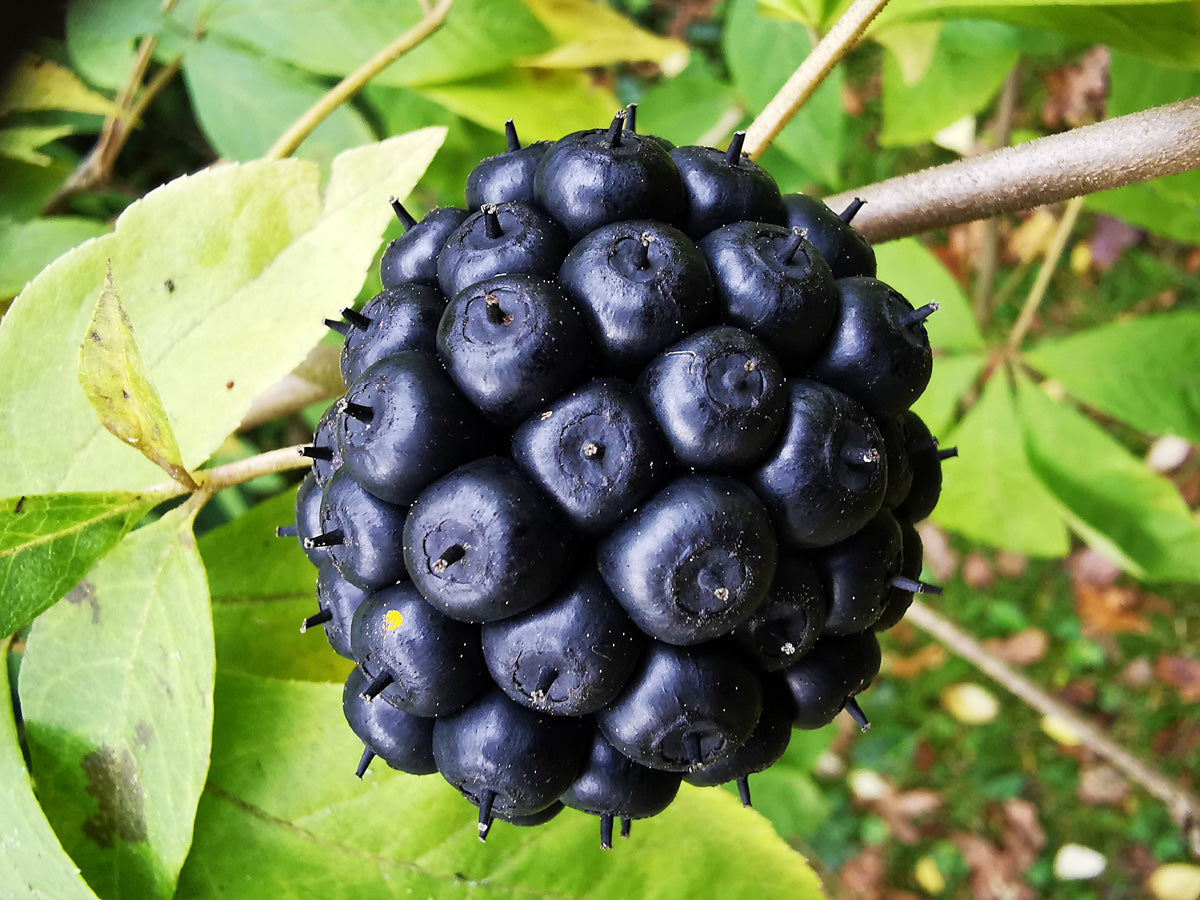 Eleutherococcus leucorrhizus - Thorny Ginseng