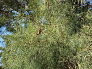 Casuarina equisetifolia - Australian Pine, She Oak, Common Ru