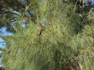 Common Ru Tree Casuarina equisetifolia - Australian Pine, She Oak, Common Ru ...