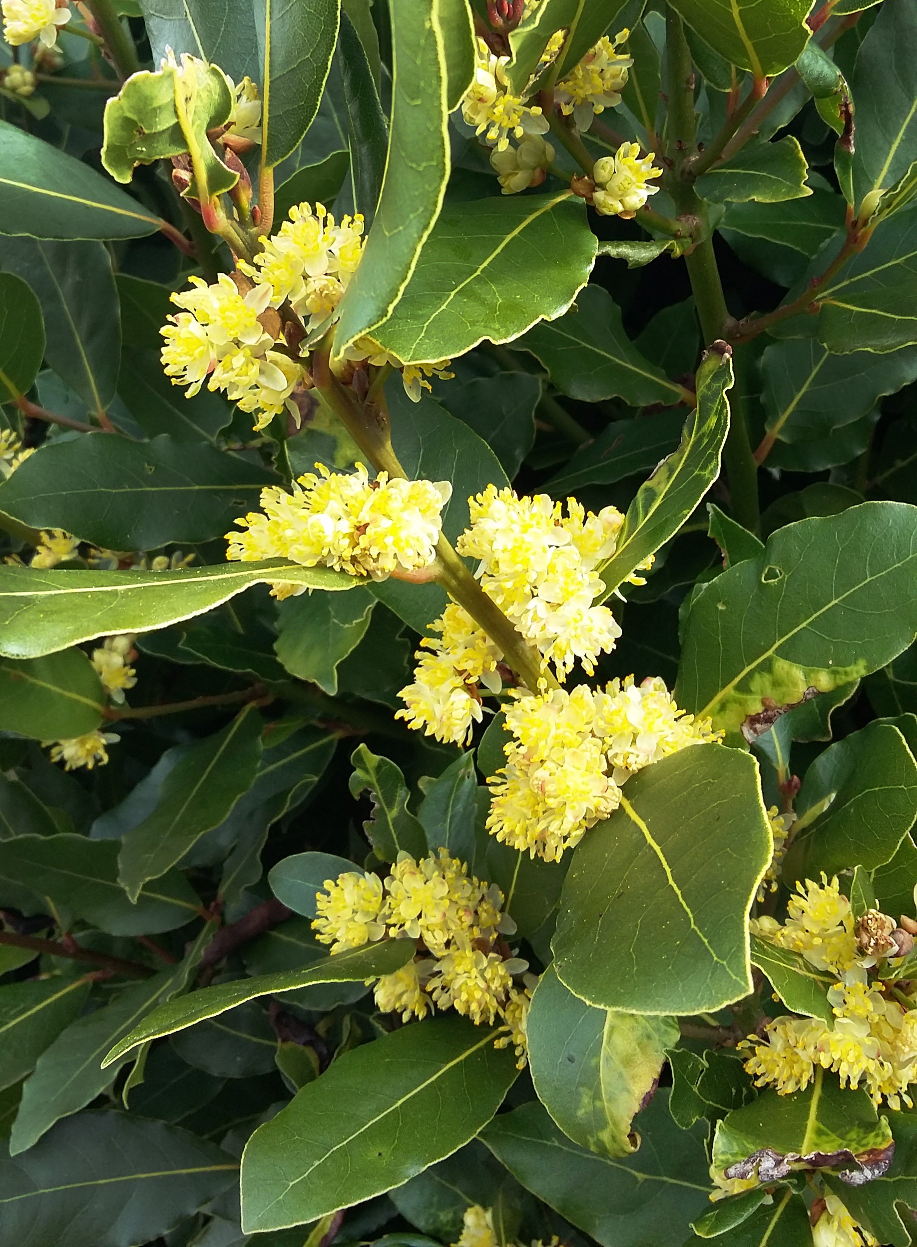 Laurus Nobilis Bay Tree Bay Laurel Jurassicplants Nurseries Laurus Nobilis Bay Tree Bay Laurel Jurassicplants Nurseries