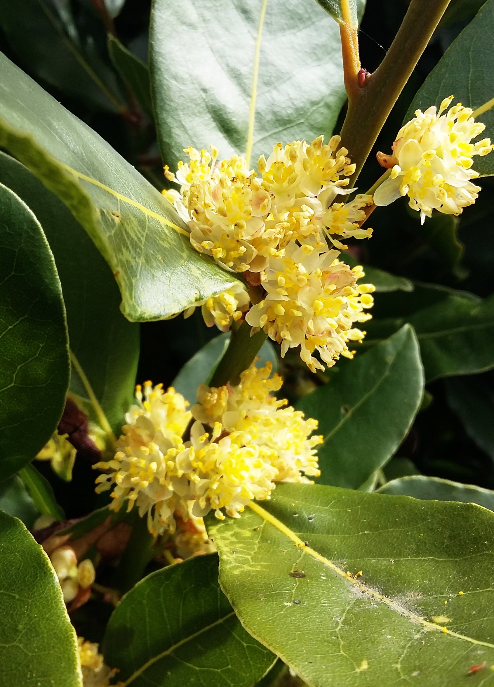 Laurus Tree Laurus nobilis - Bay Tree, Bay Laurel - Jurassicplants Nurseries