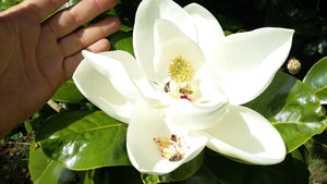Magnolia grandiflora, Evergreen Magnolia, Jurassicplants Nurseries, plant, evergreen, scented, hardy, fruit, summer flowering, autumn colours