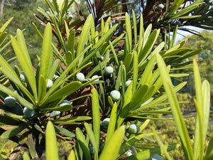 Podocarpus elatus, Brown Pine, Jurassicplants Nurseries, plant, evergreen, tree, fruit, fast growing