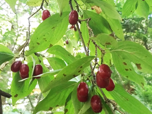 Cornus officinalis - Japanese Cornelian Cherry