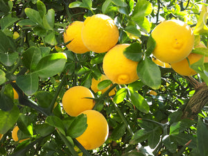 Citrus trifoliata (Poncirus trifoliata), Hardy lemon, Jurassicplants Nurseries, deciduous, shrub, bonsai, patio plant, conservatory plant, spring flowering, hardy, fruit