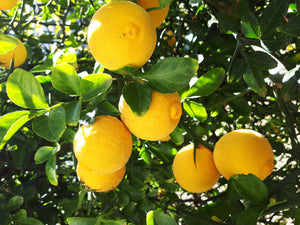 Citrus trifoliata (Poncirus trifoliata) - Hardy Lemon, Japanese Bitter Orange - Seedling (6-8cm tall)