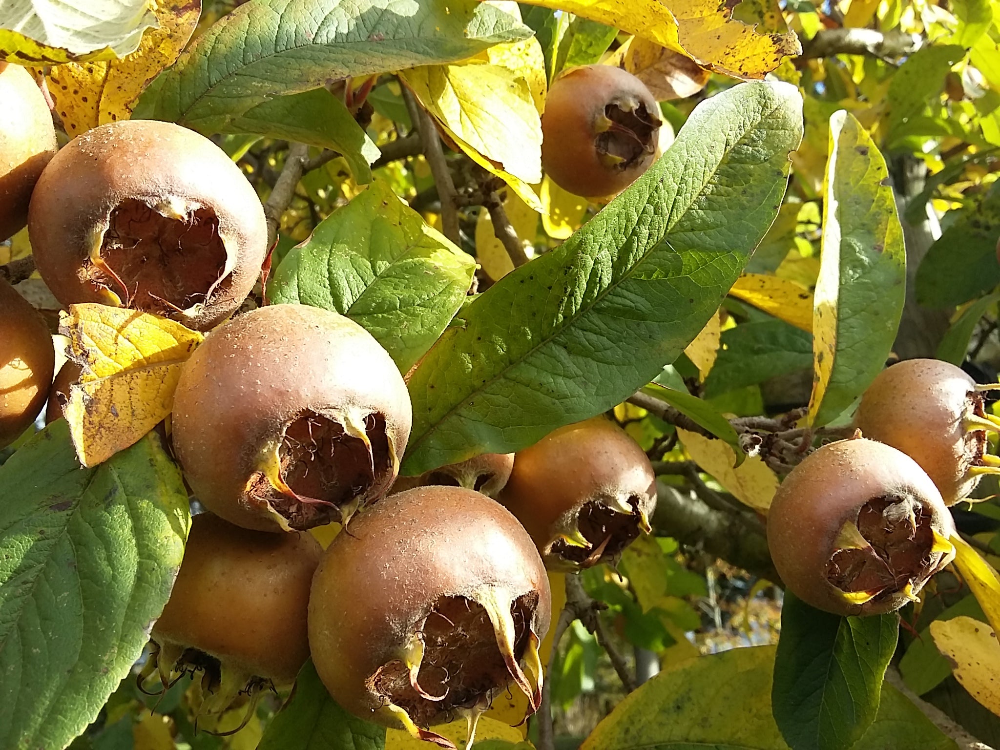 Mespilus Tree Mespilus germanica - Common Medlar - Jurassicplants Nurseries