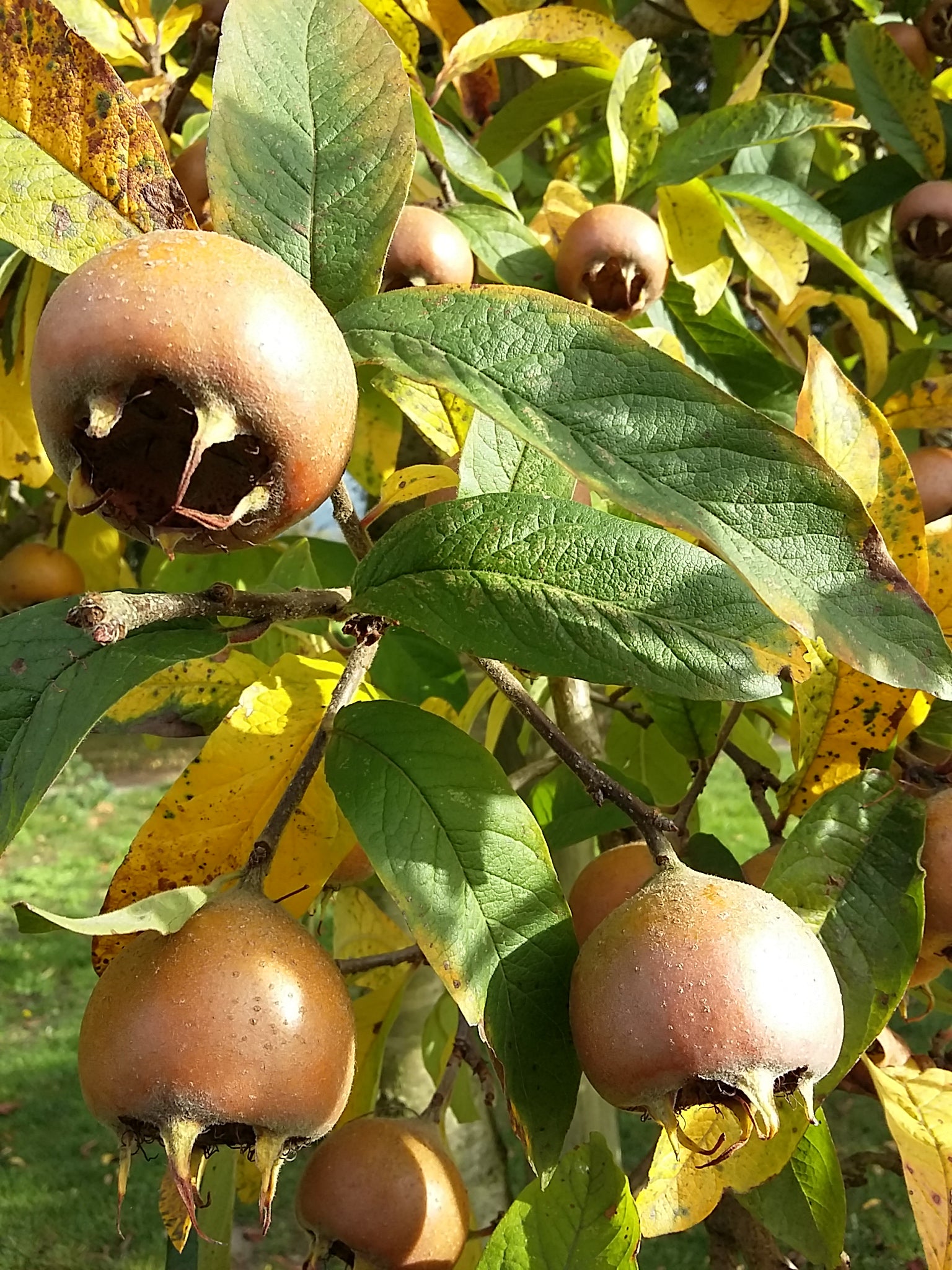 Mespilus Tree Mespilus germanica - Common Medlar - Jurassicplants Nurseries